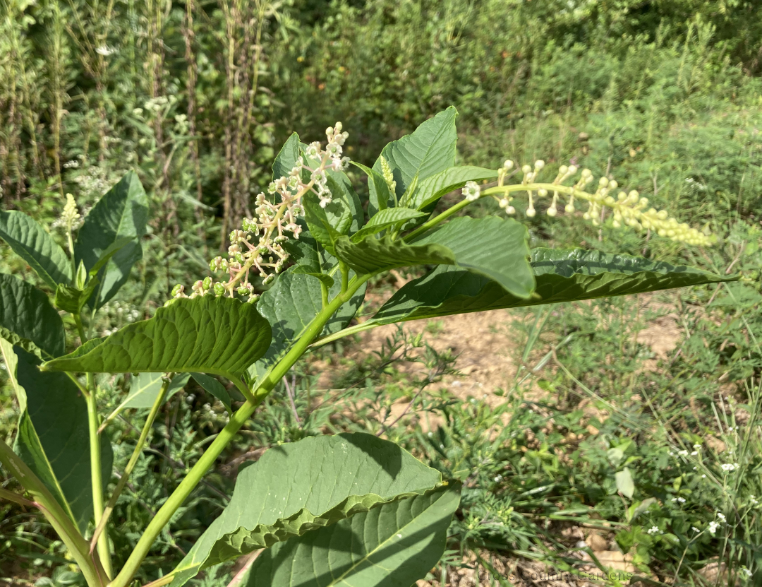 American pokeweed