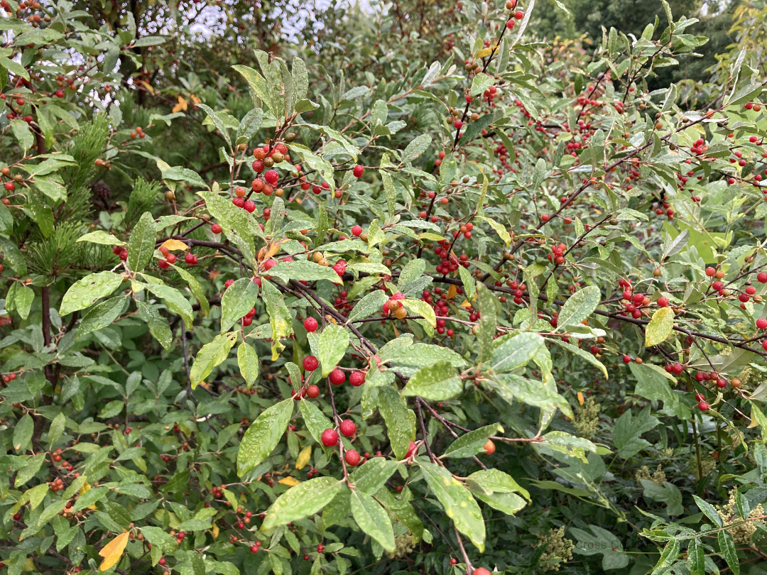 Autumn Olive