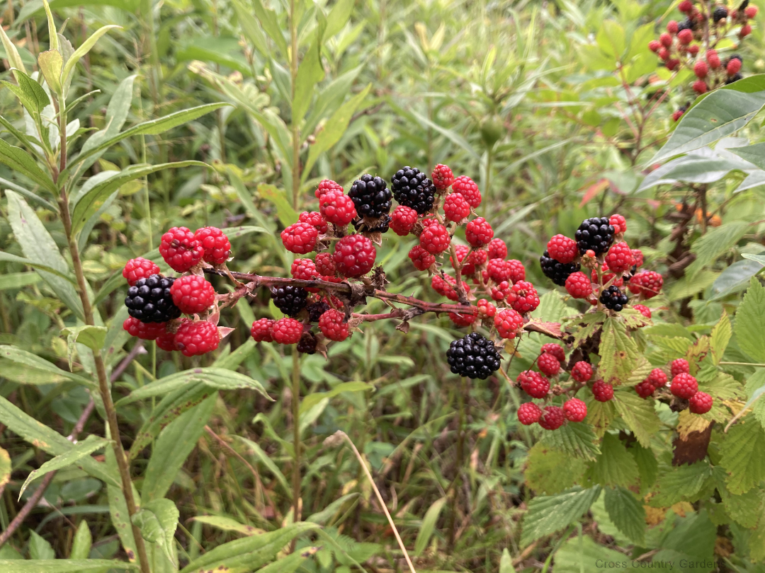 Allegheny blackberry