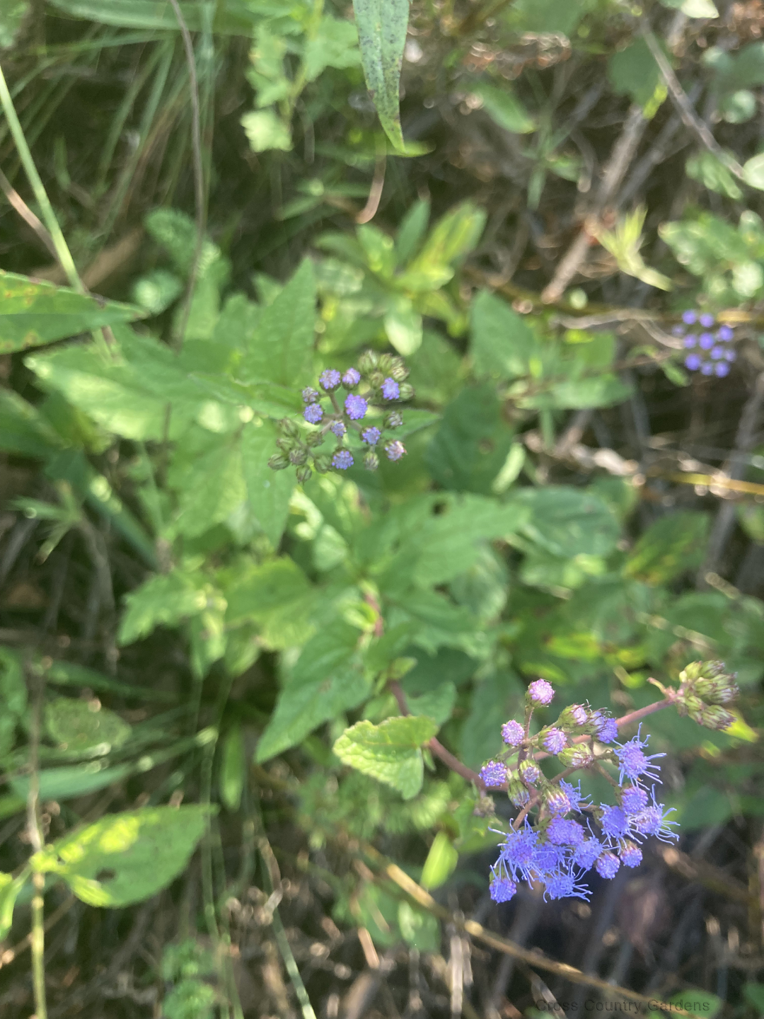 Blue Mistflower