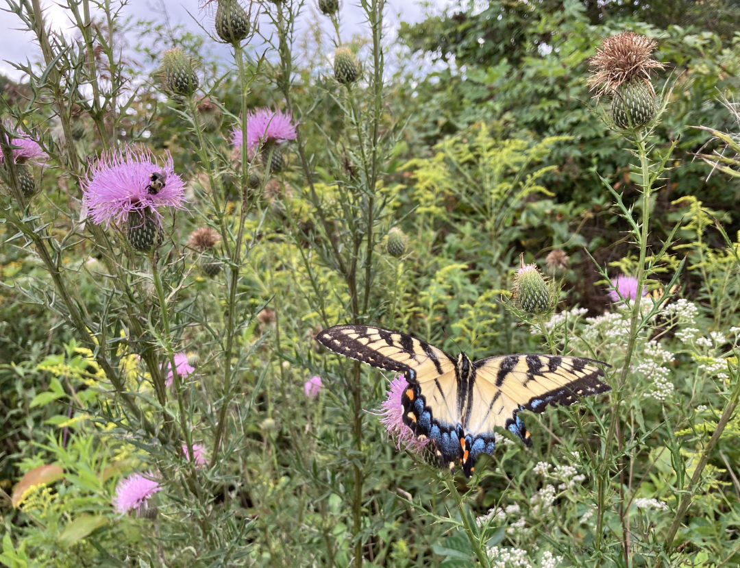 Field Thistle