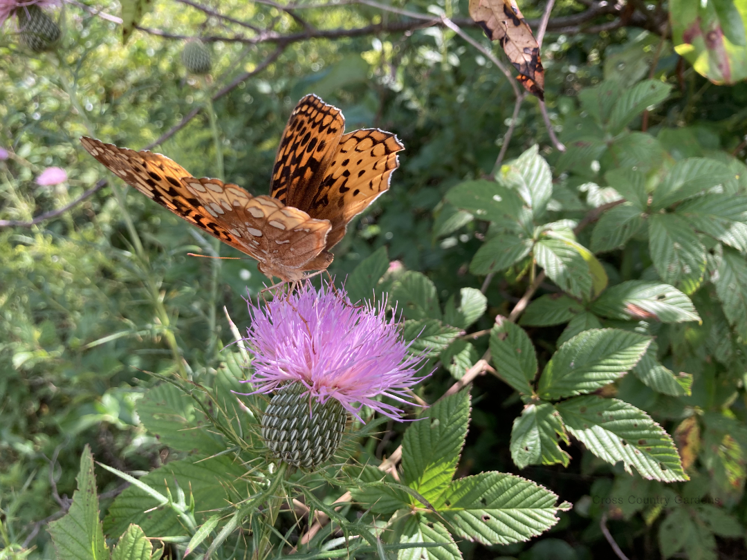 Field Thistle