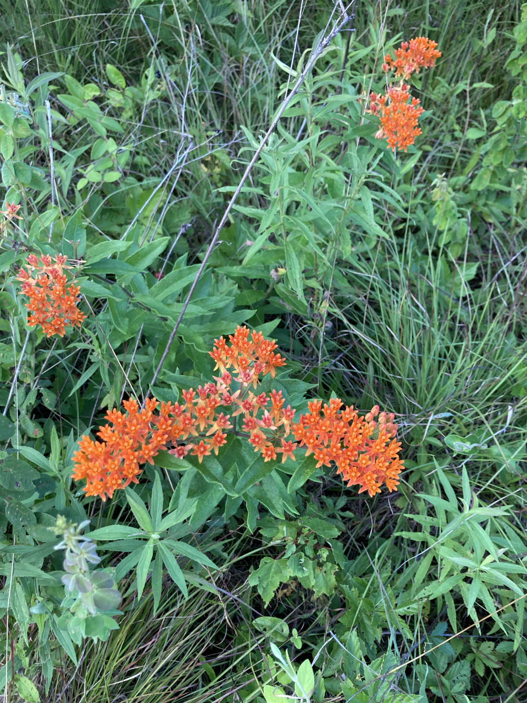 Butterfly weed