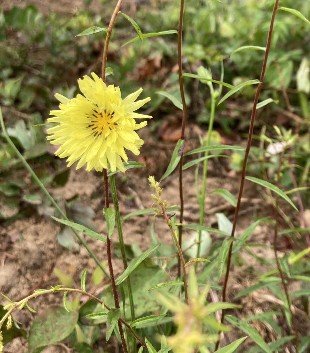 California Desert Chichory