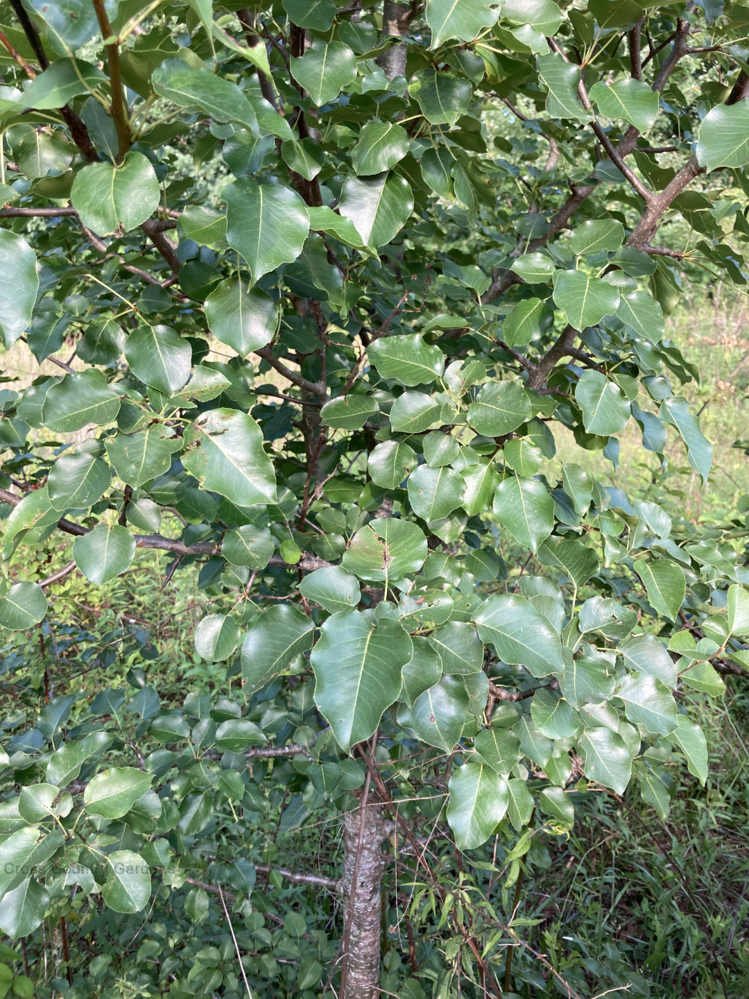 Callery Pear