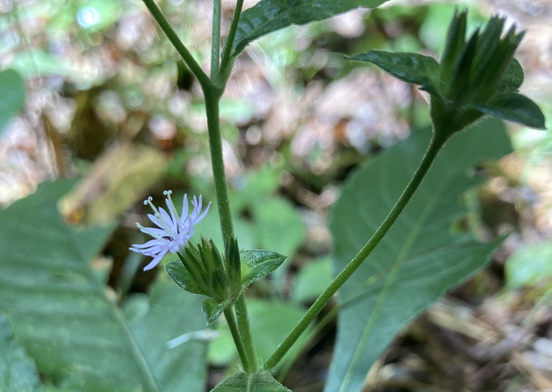 Carolina Elephantsfoot