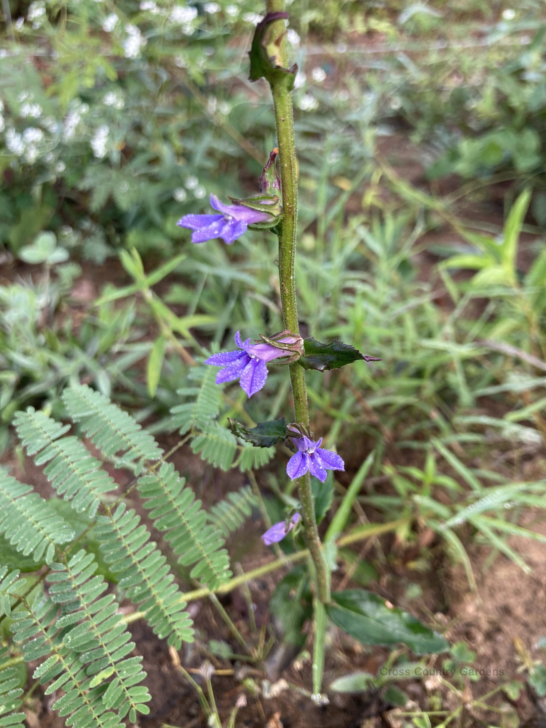 Downy Lobelia