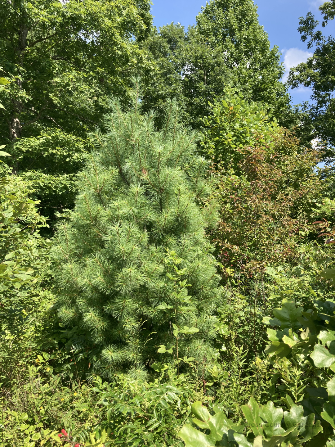 Eastern White Pine