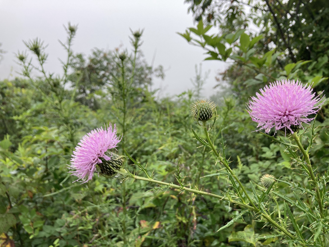 Field thistle