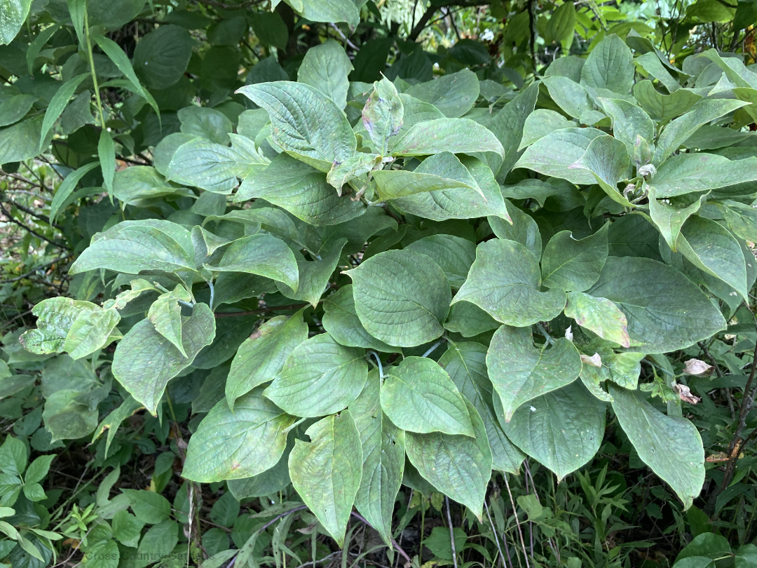 Flowering Dogwood