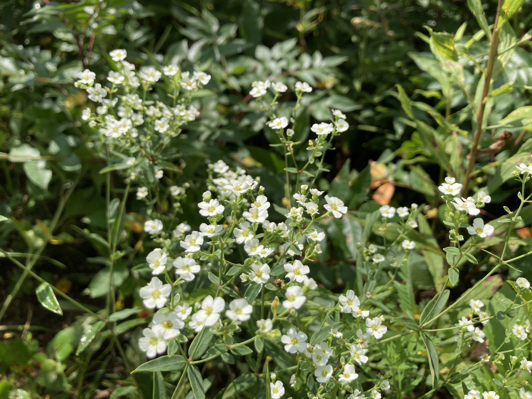 Flowering Spurge