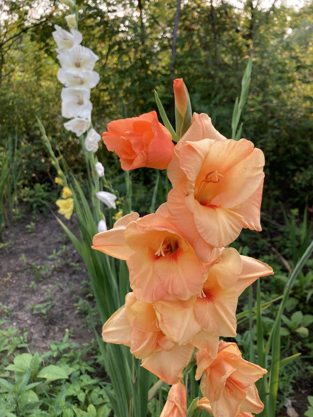 Gladiolus