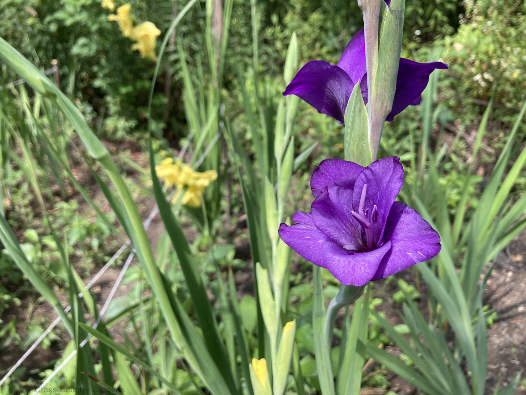 Gladiolus