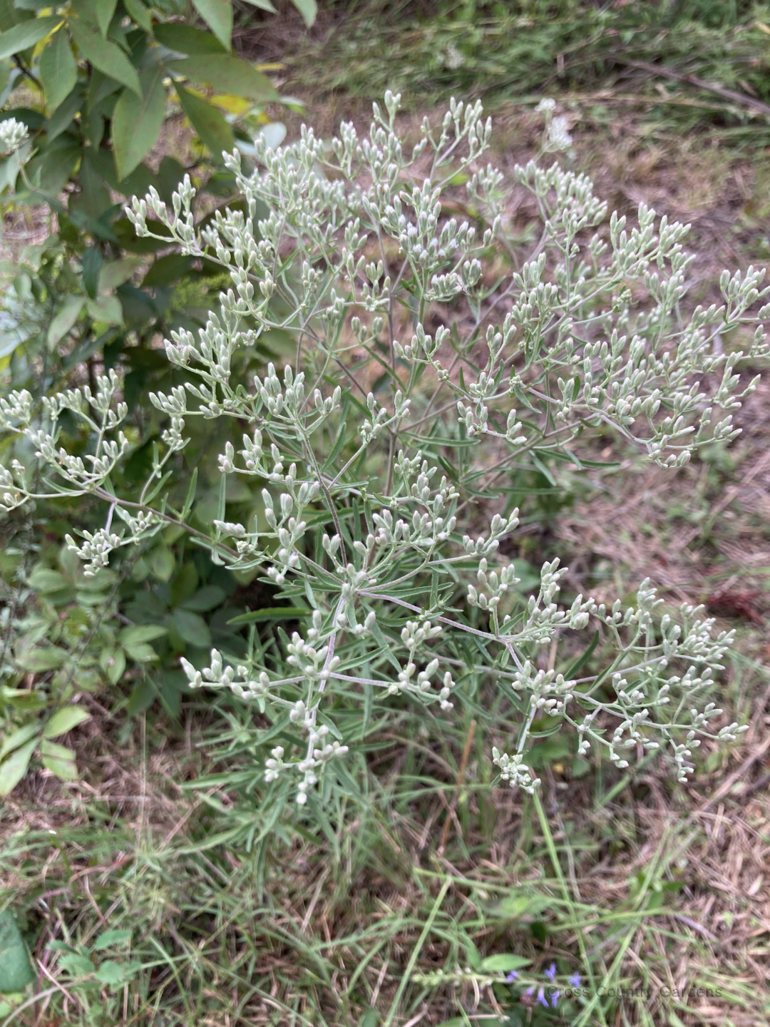 Hyssopleaf thoroughwort