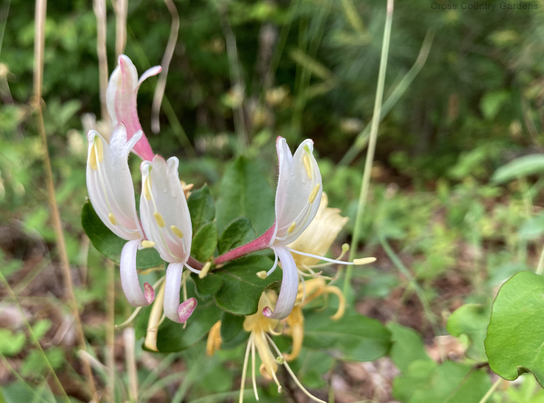 Japanese Honeysuckle