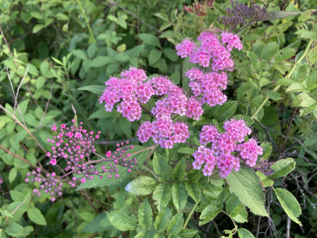 Japanese Meadowsweet