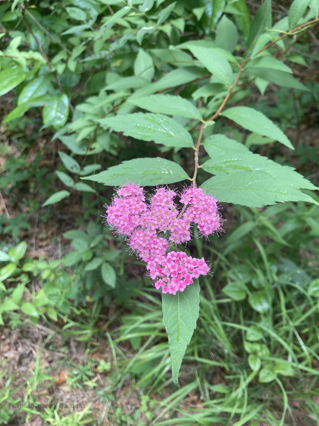 Japanese Meadowsweet