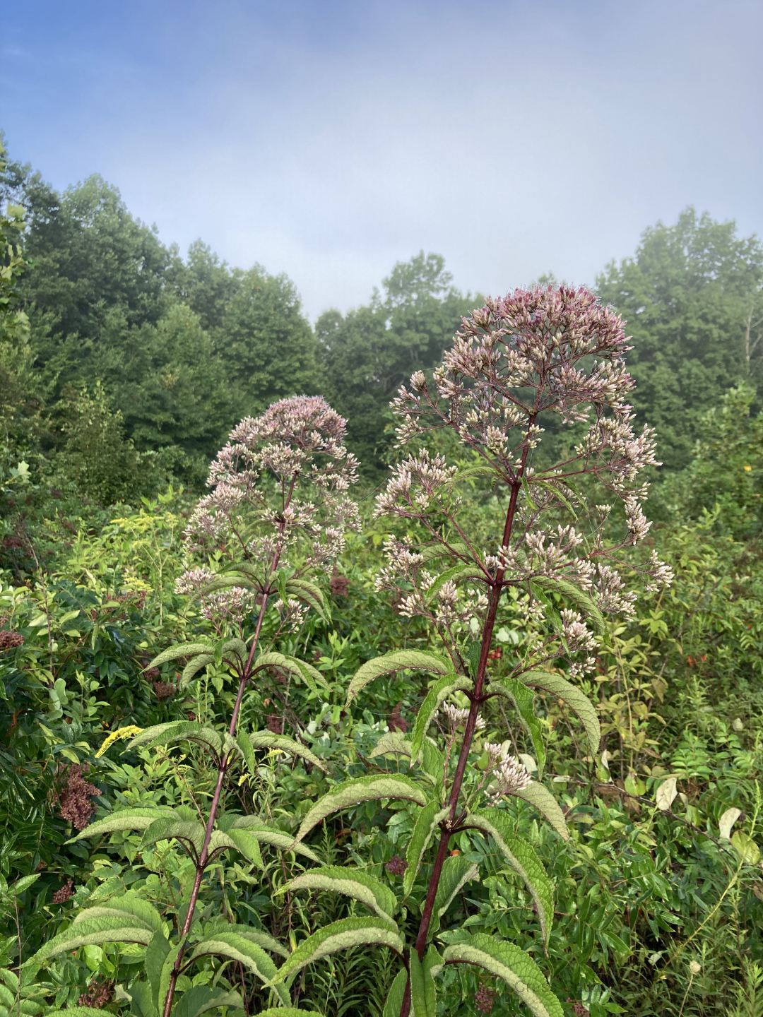 Joe-pye-weed