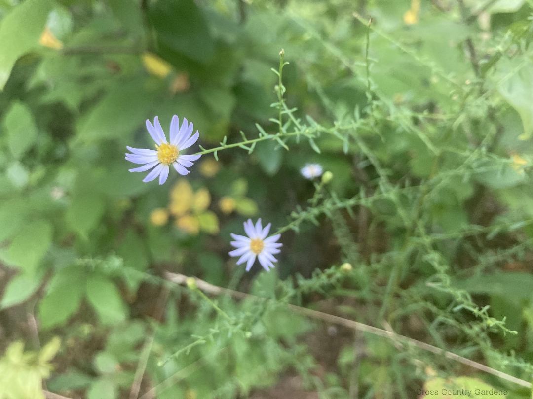 Late Purple Aster