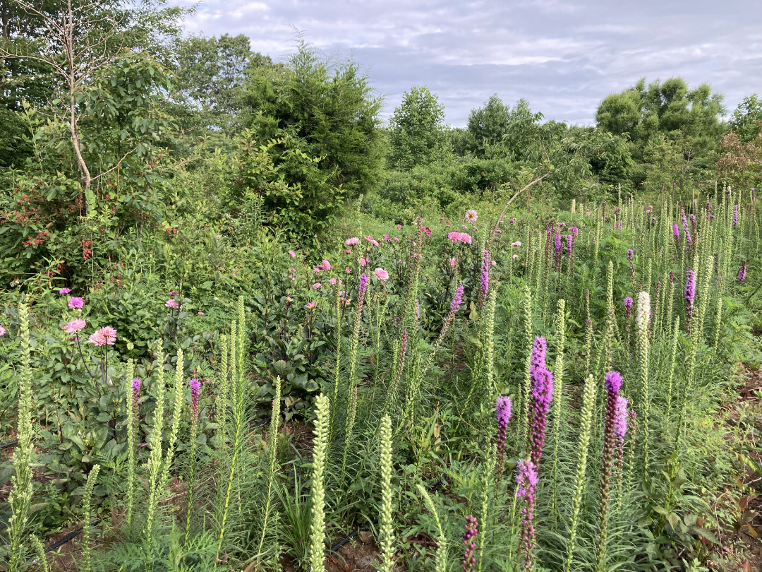 Liatrus / Dahlia Garden