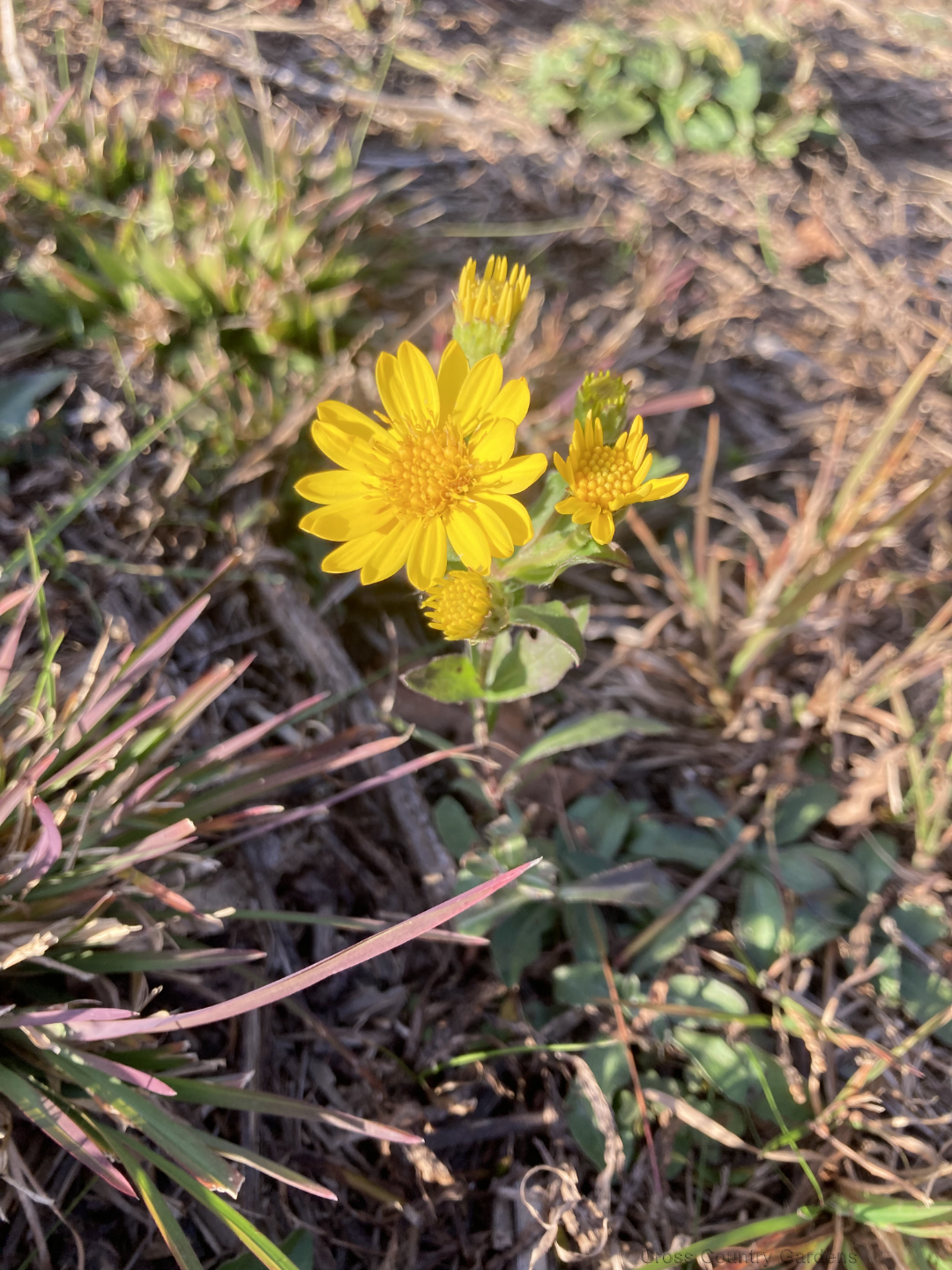 Maryland Golden Aster
