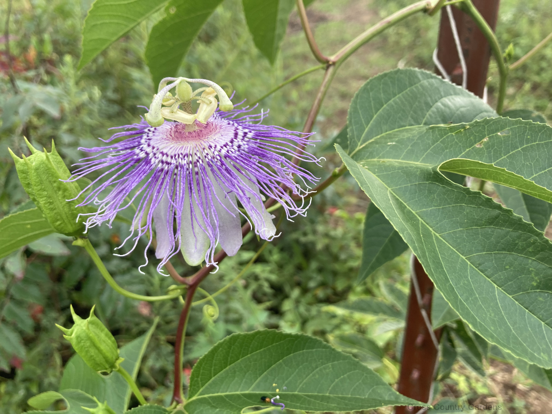 Maypop