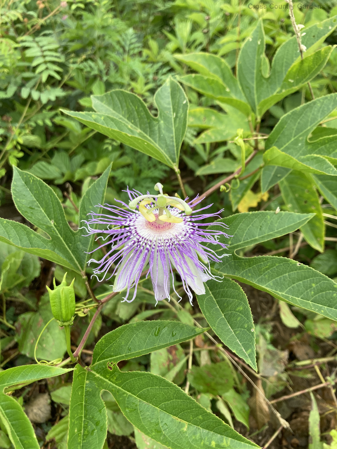 Maypop - Passion Flower