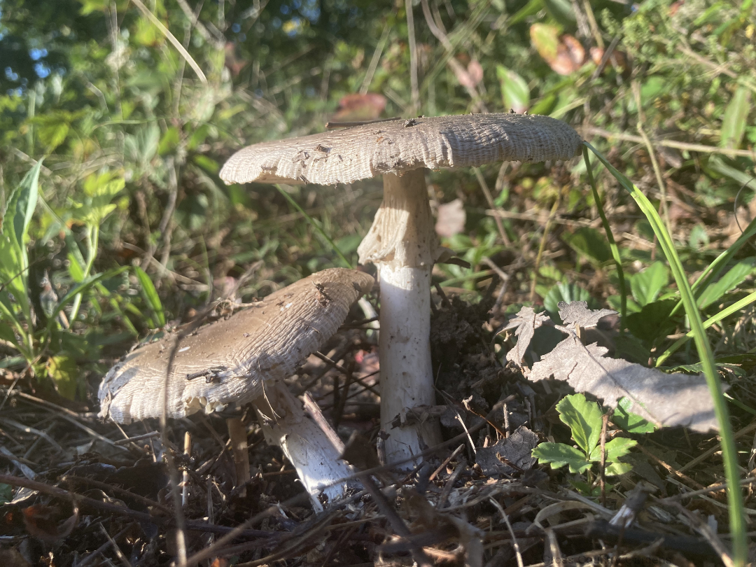 Mushroom