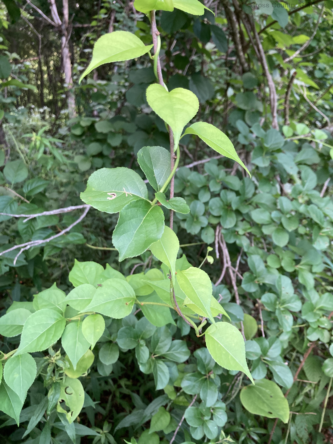 Oriental Bittersweet1