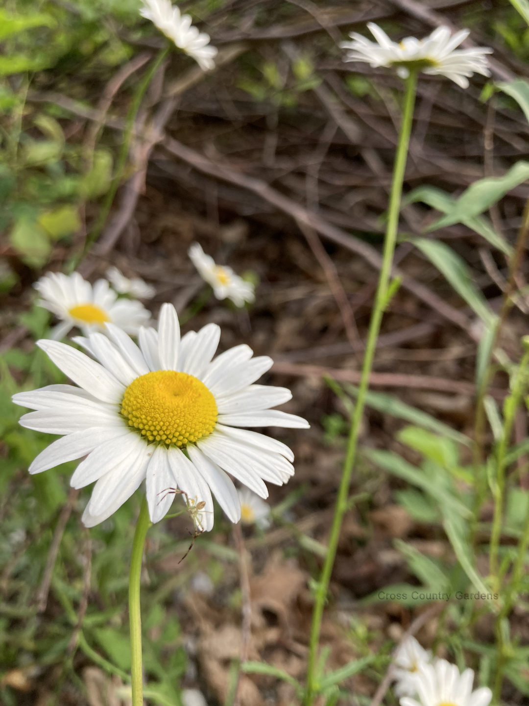 Oxeye Daisy