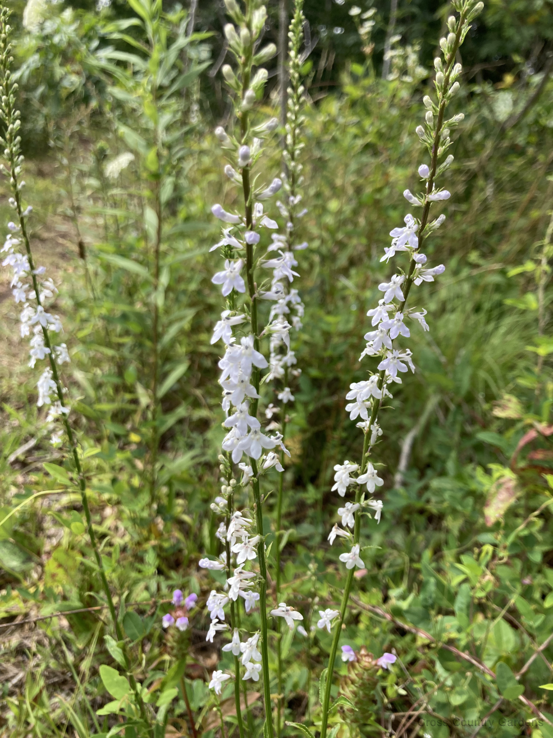 Palespike Lobelia
