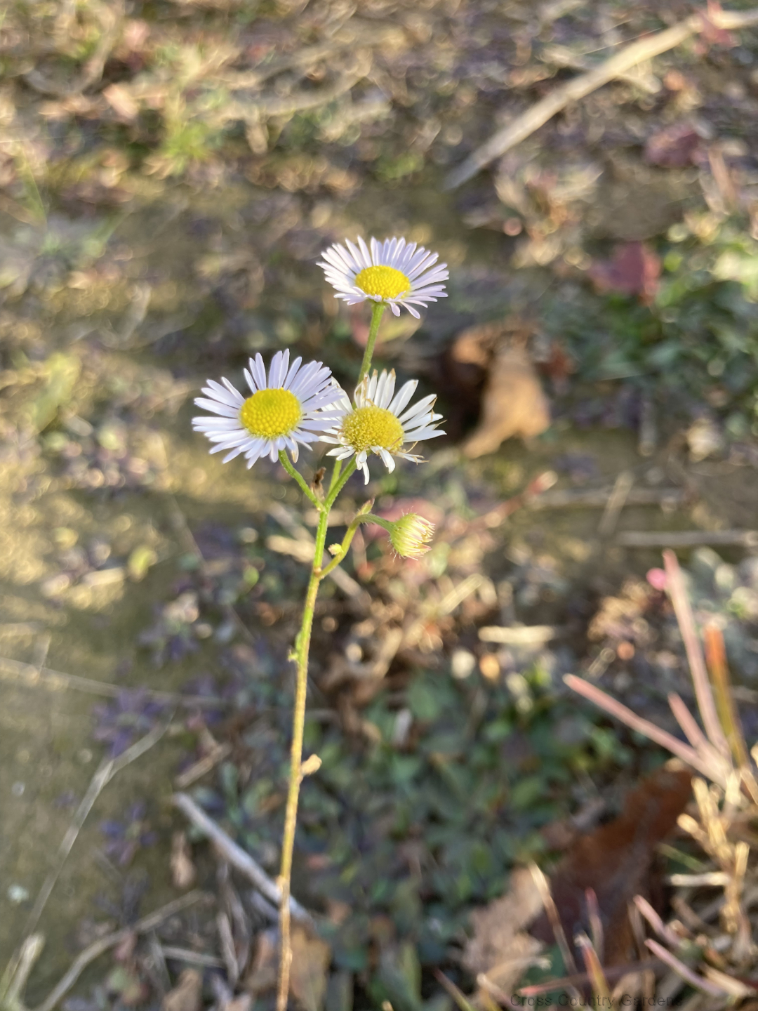 Prairie Fleabane