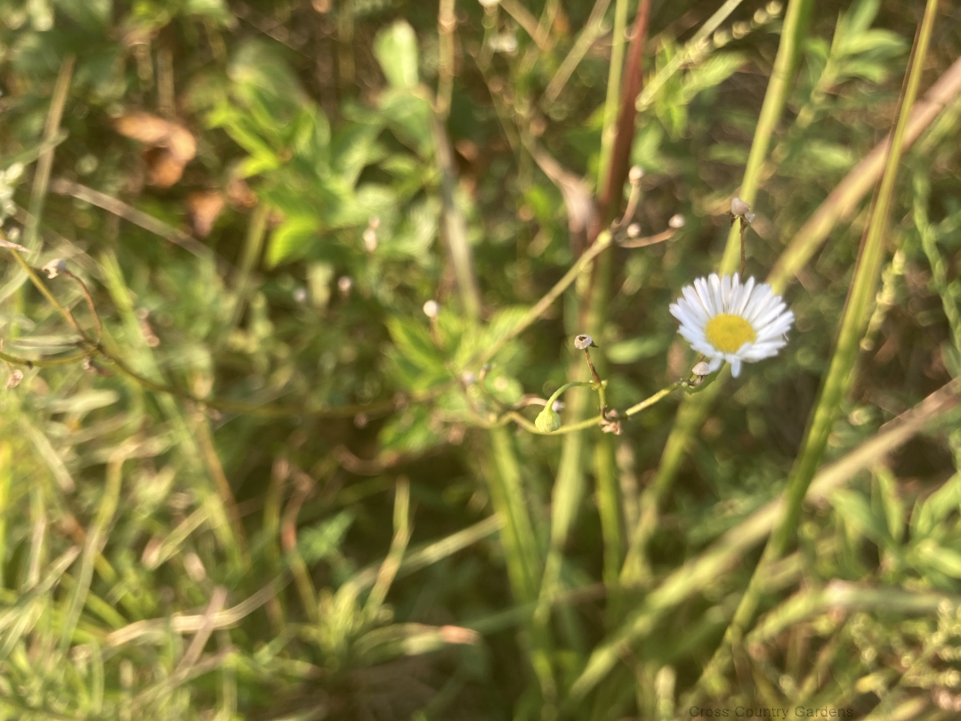 Prairie Fleabane