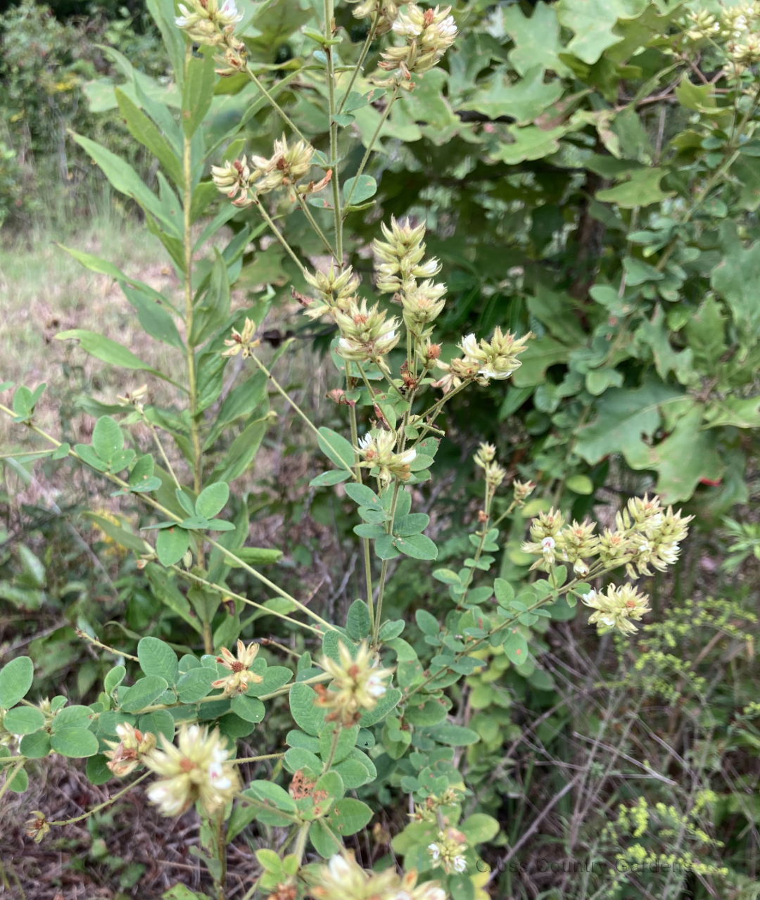 Roundhead bushclover