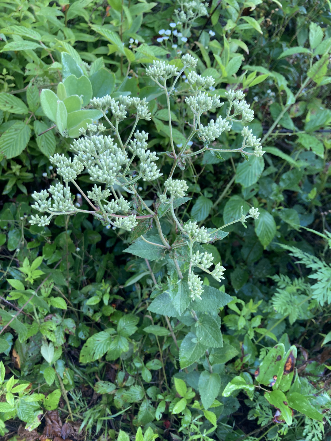Roundleaf thoroughwort