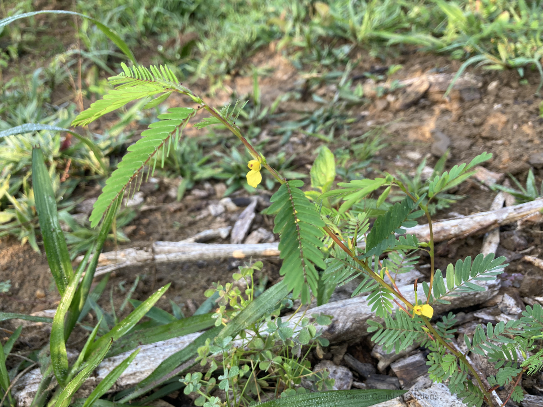 Sensitive Partridge Pea