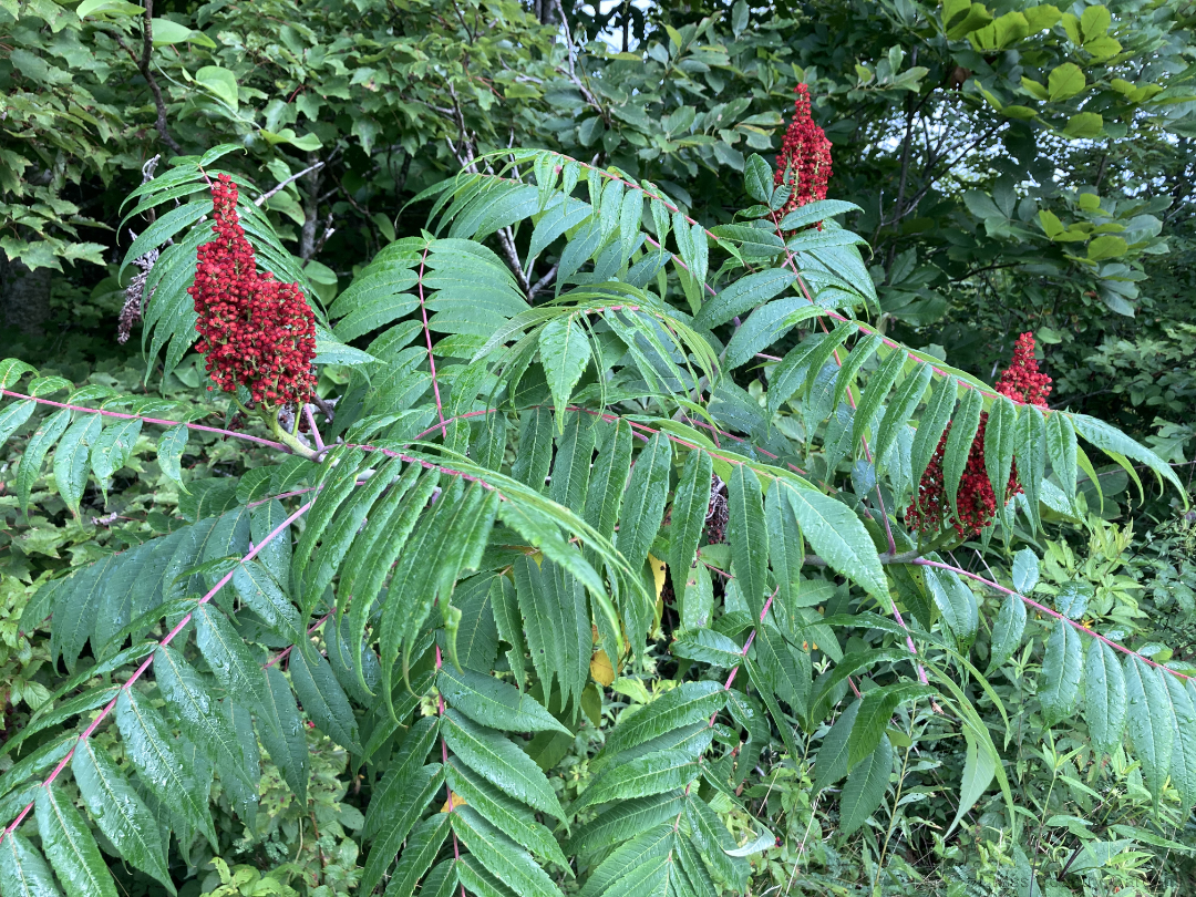Smooth sumac