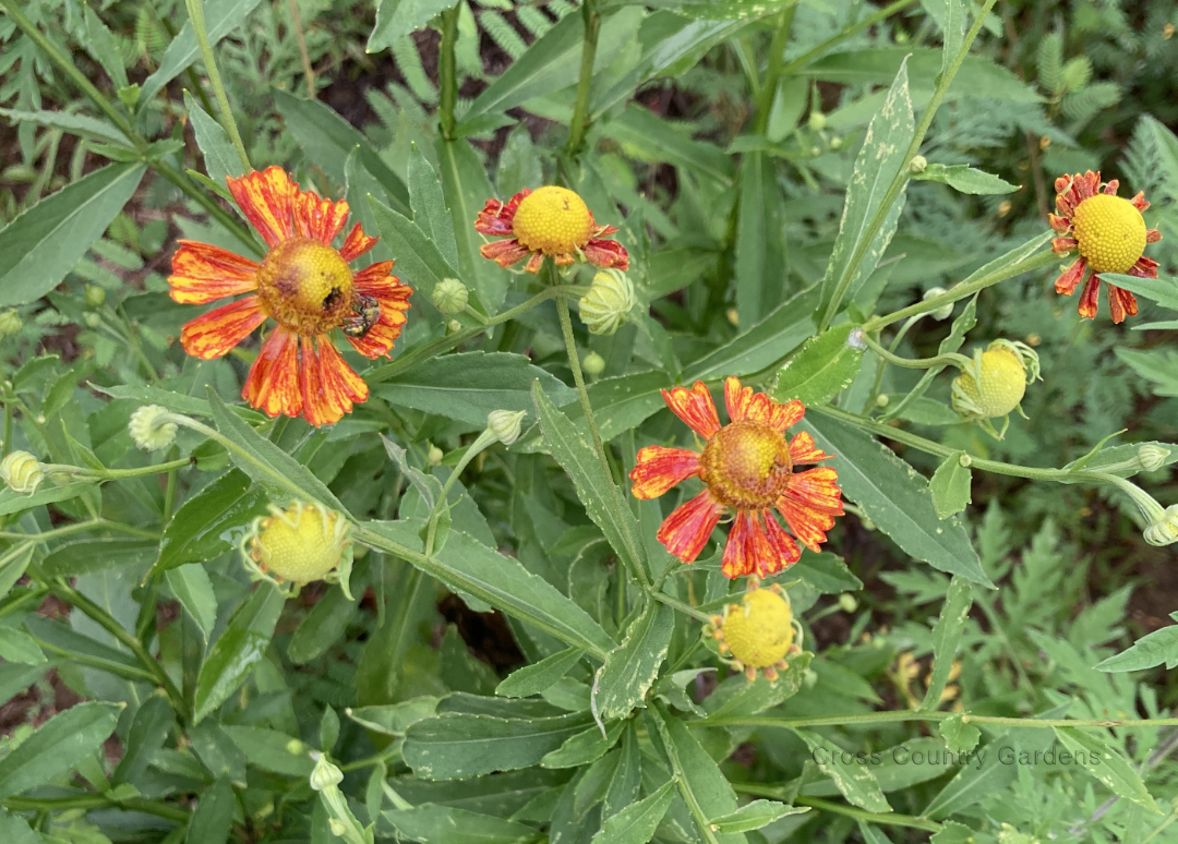 Sneezeweed