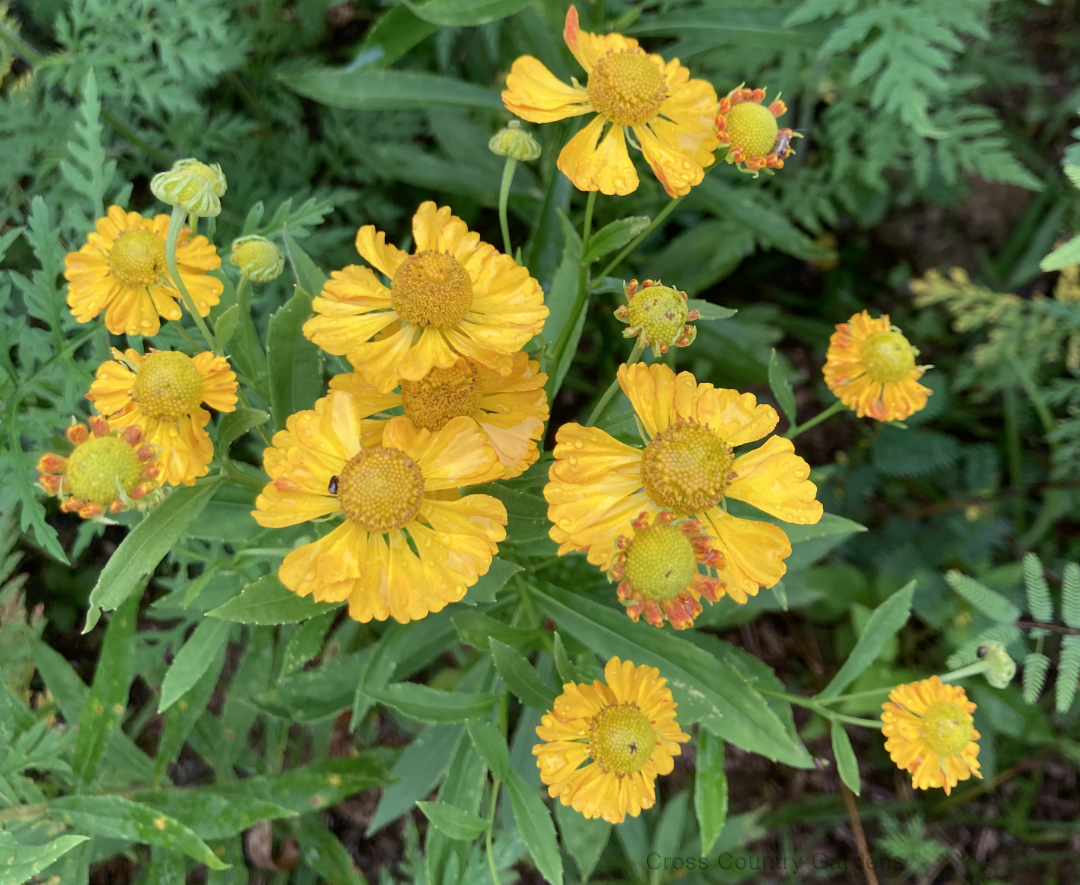 Sneezeweed