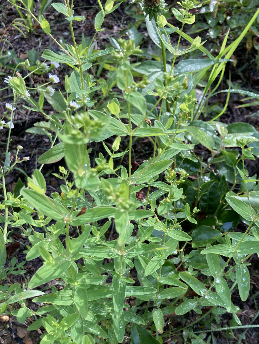 Spotted St. John's wort