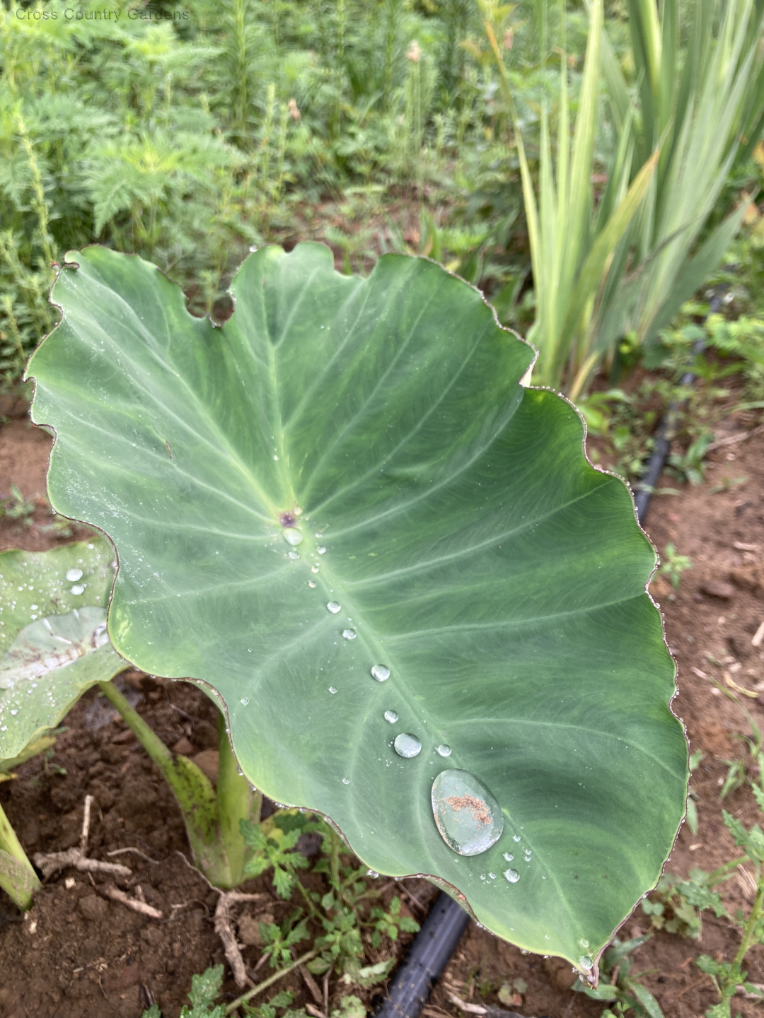 Taro - Elephant ear