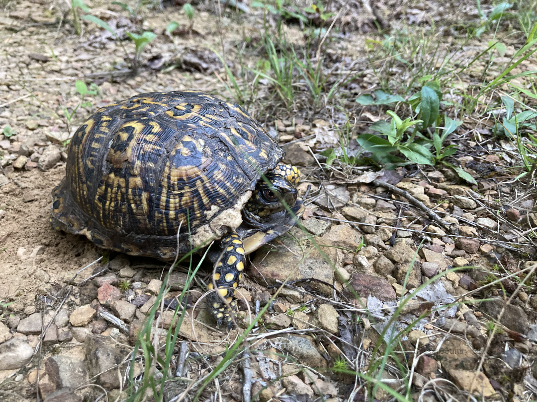 Tortoise