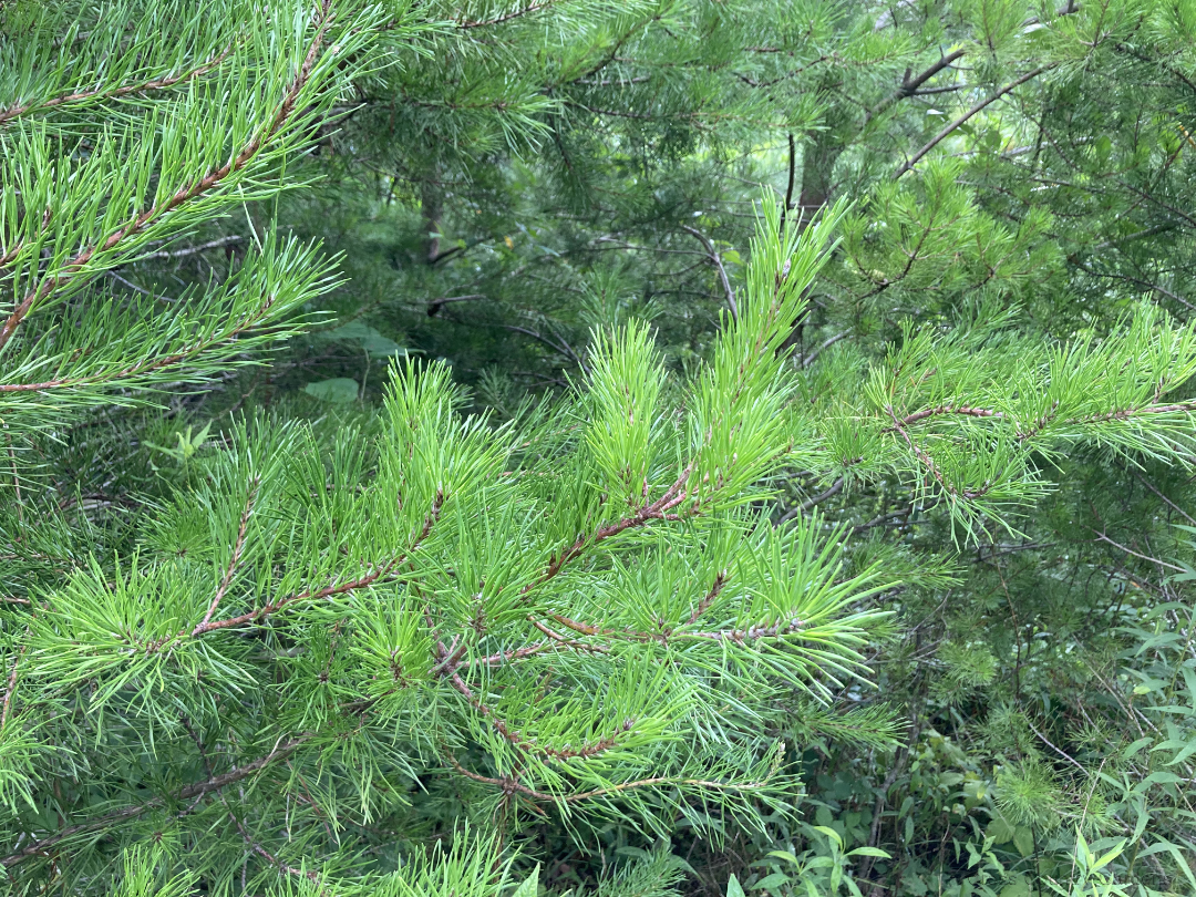 Virginia Pine