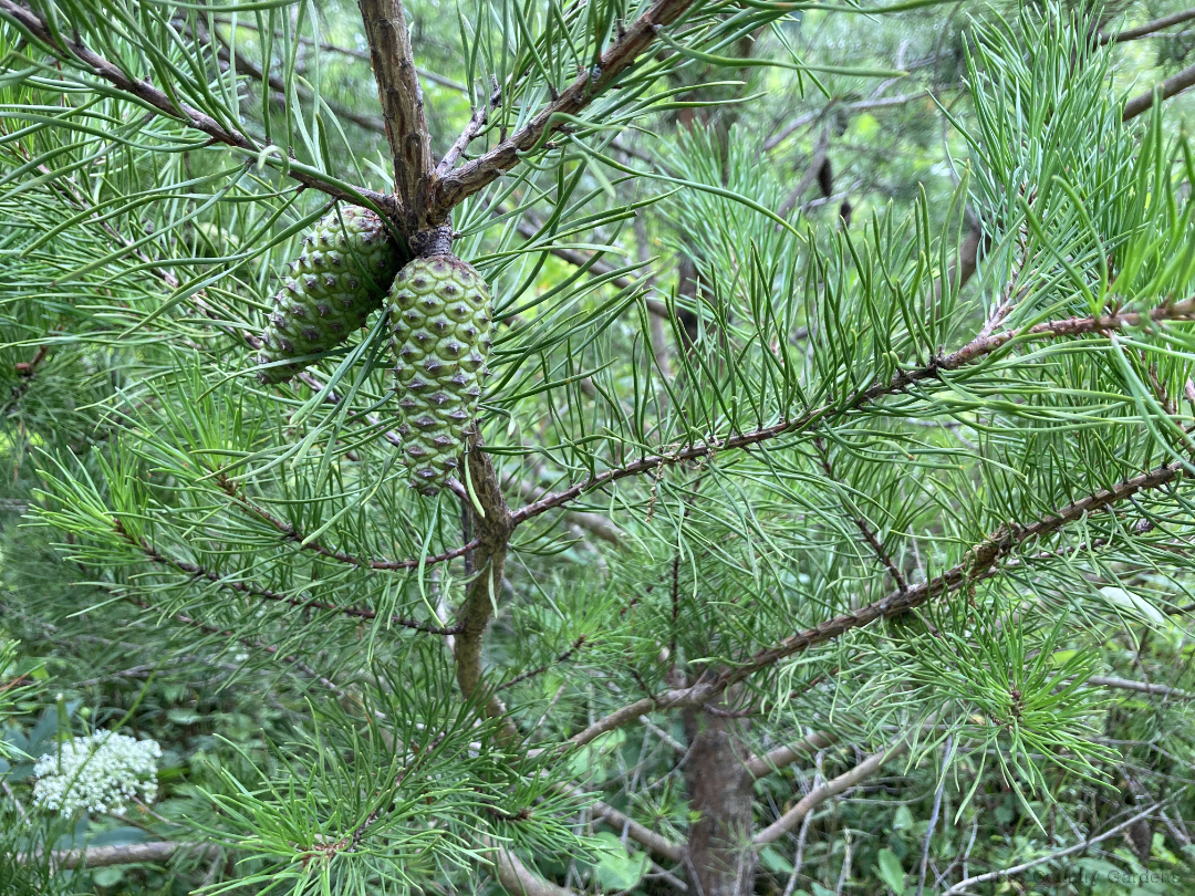 Virginia Pine