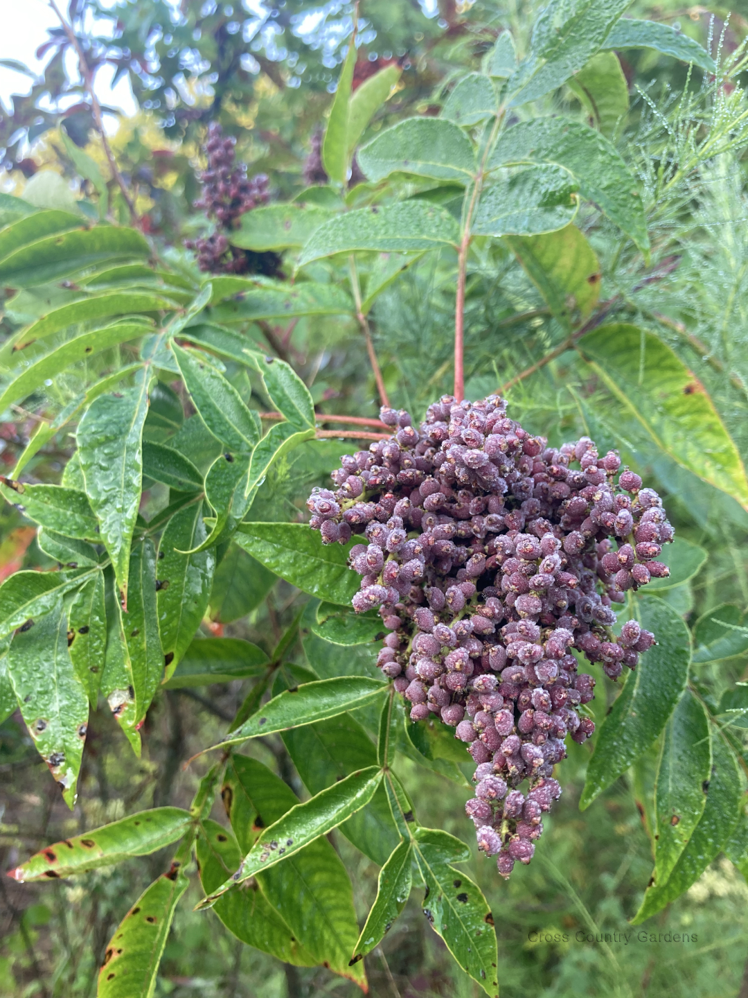 Winged Sumac