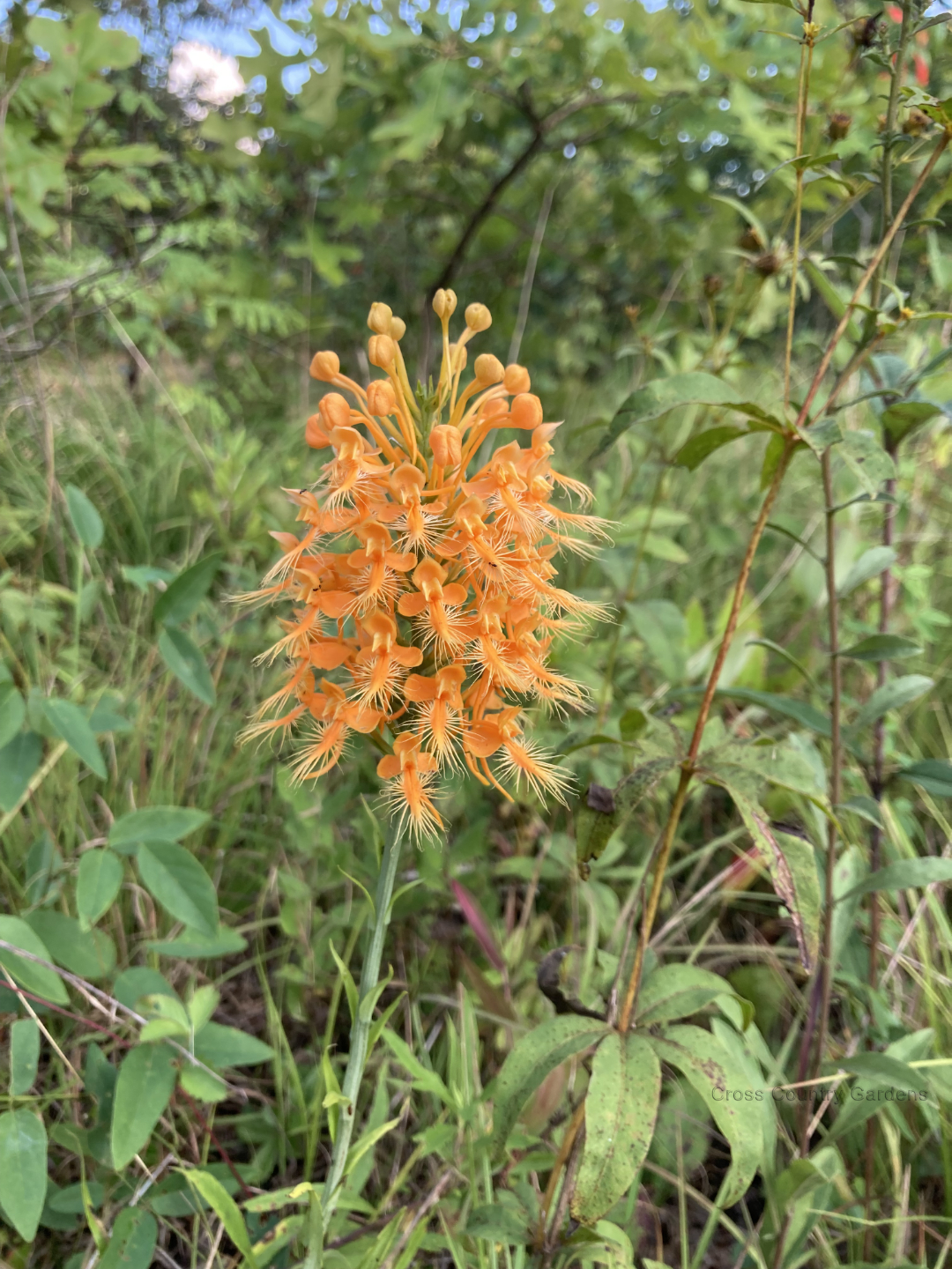 Yellow-fringed orchid